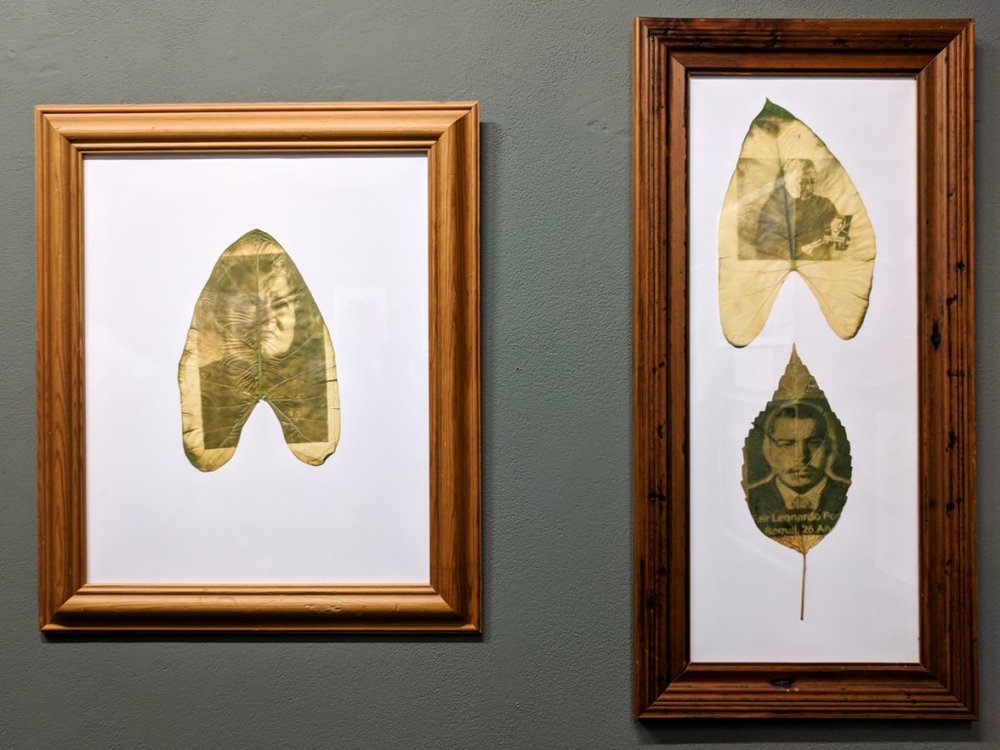 Chlorophylle printing of Luz Marina Bernal from the Mothers of Soacha