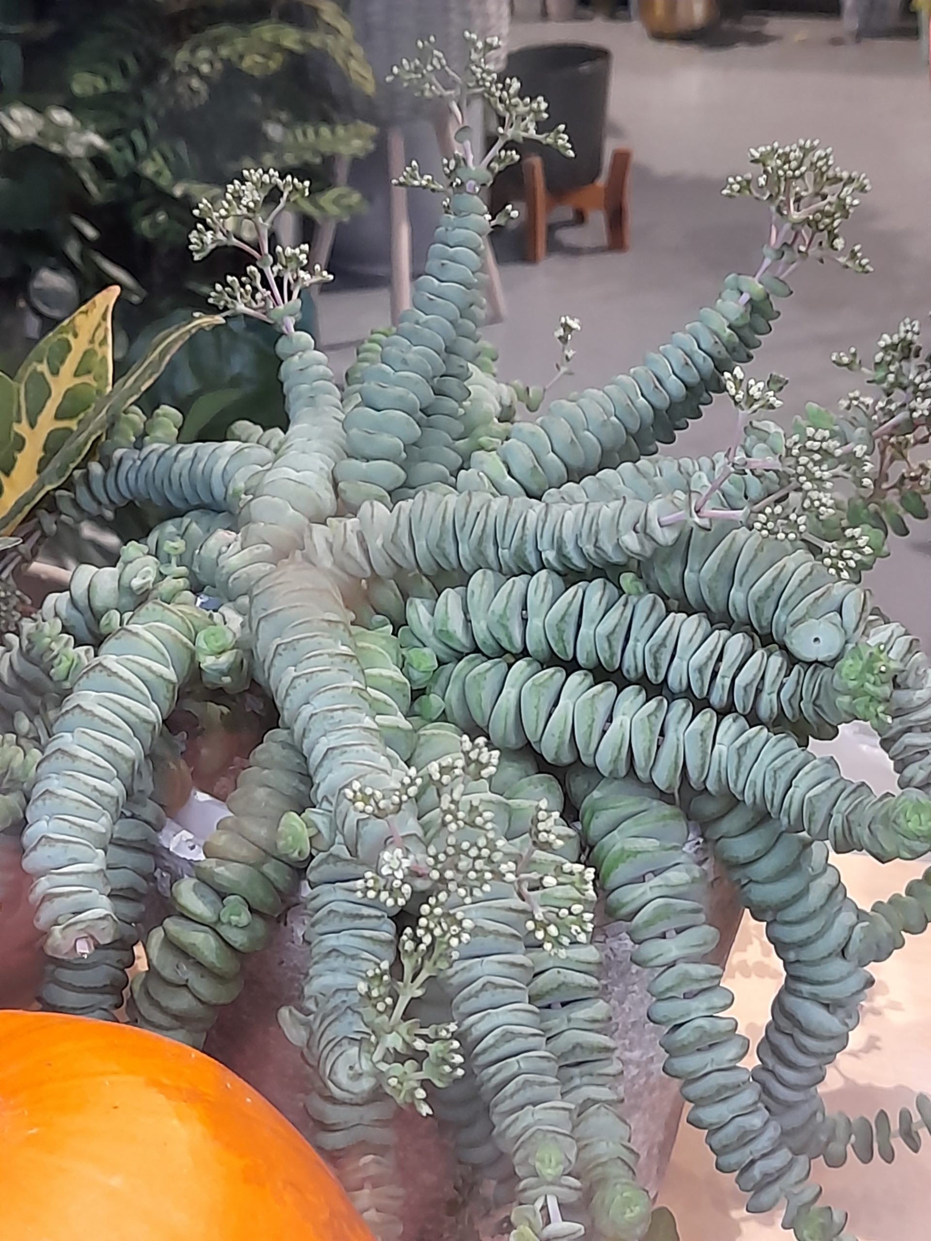 Planta - Autorretrato